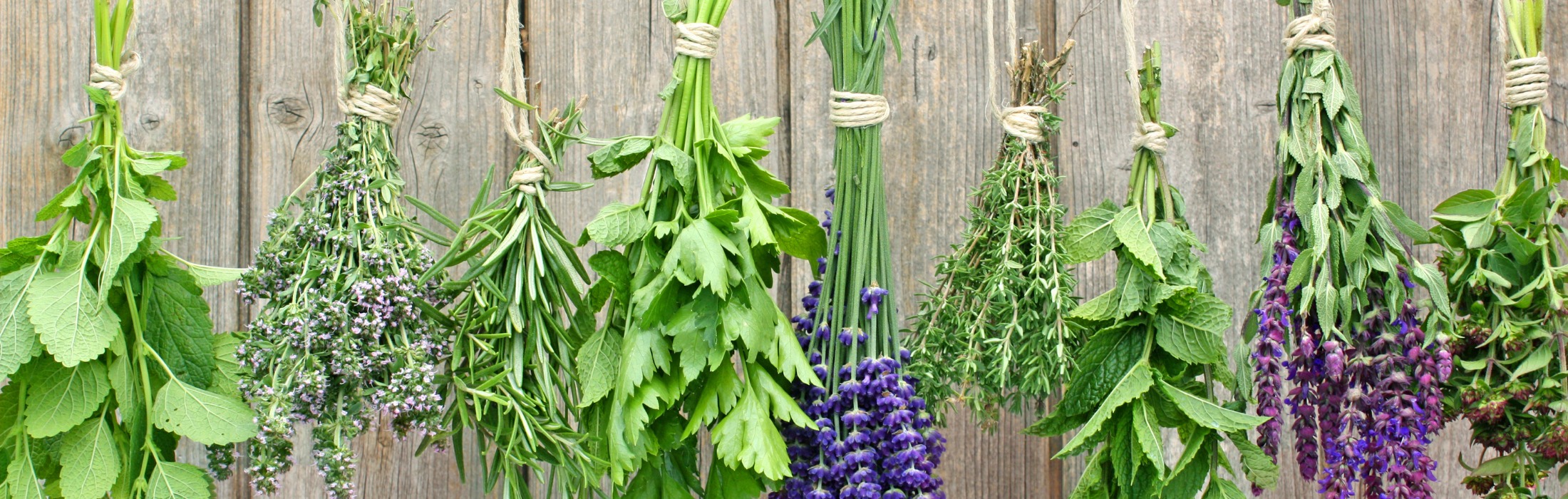 Phytotherapie Ausbildung  Heilpraktikerschule Ellinghaus